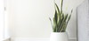 Artificial Plants & Home Decor