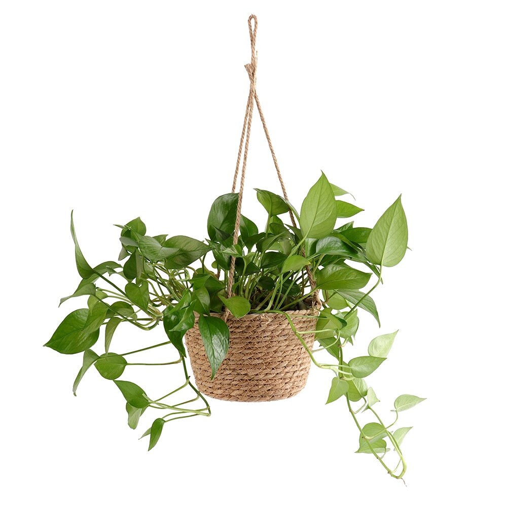 Hanging Wicker Baskets for Artificial Plants